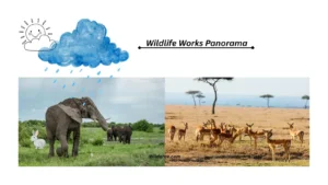 wildlife-works-panorama