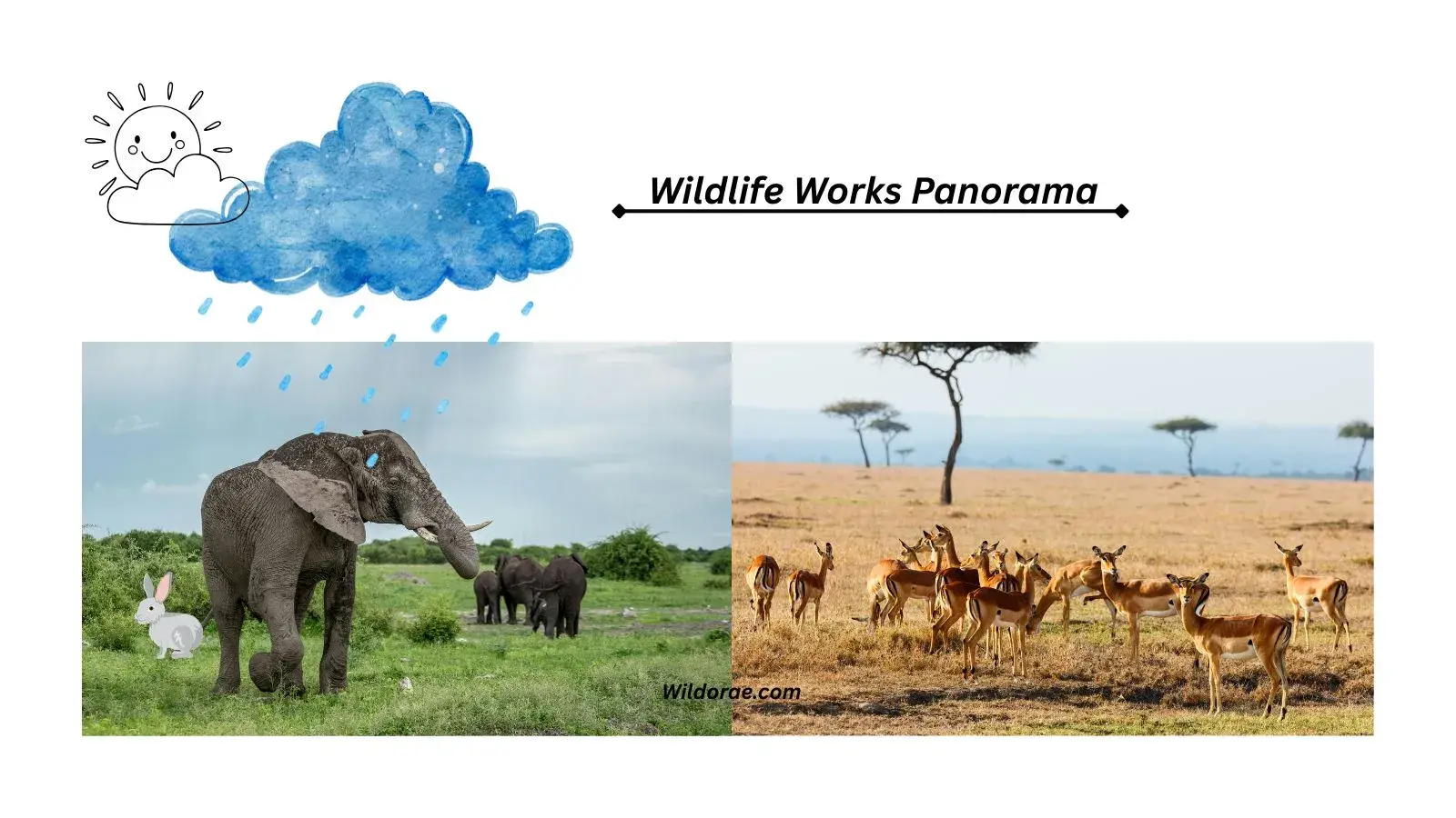 wildlife-works-panorama