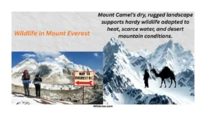 wildlife-in-mount-everest