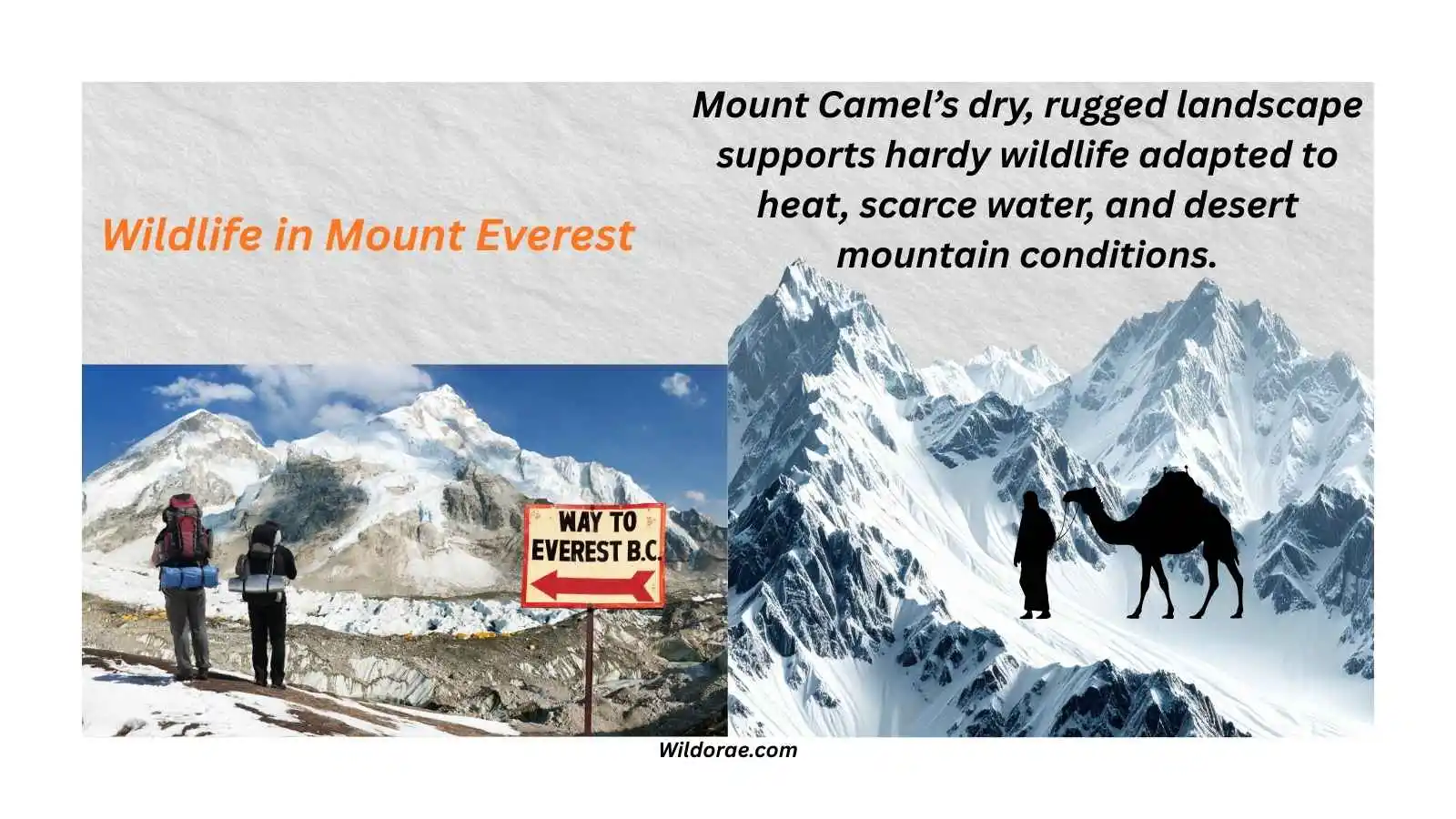 wildlife-in-mount-everest