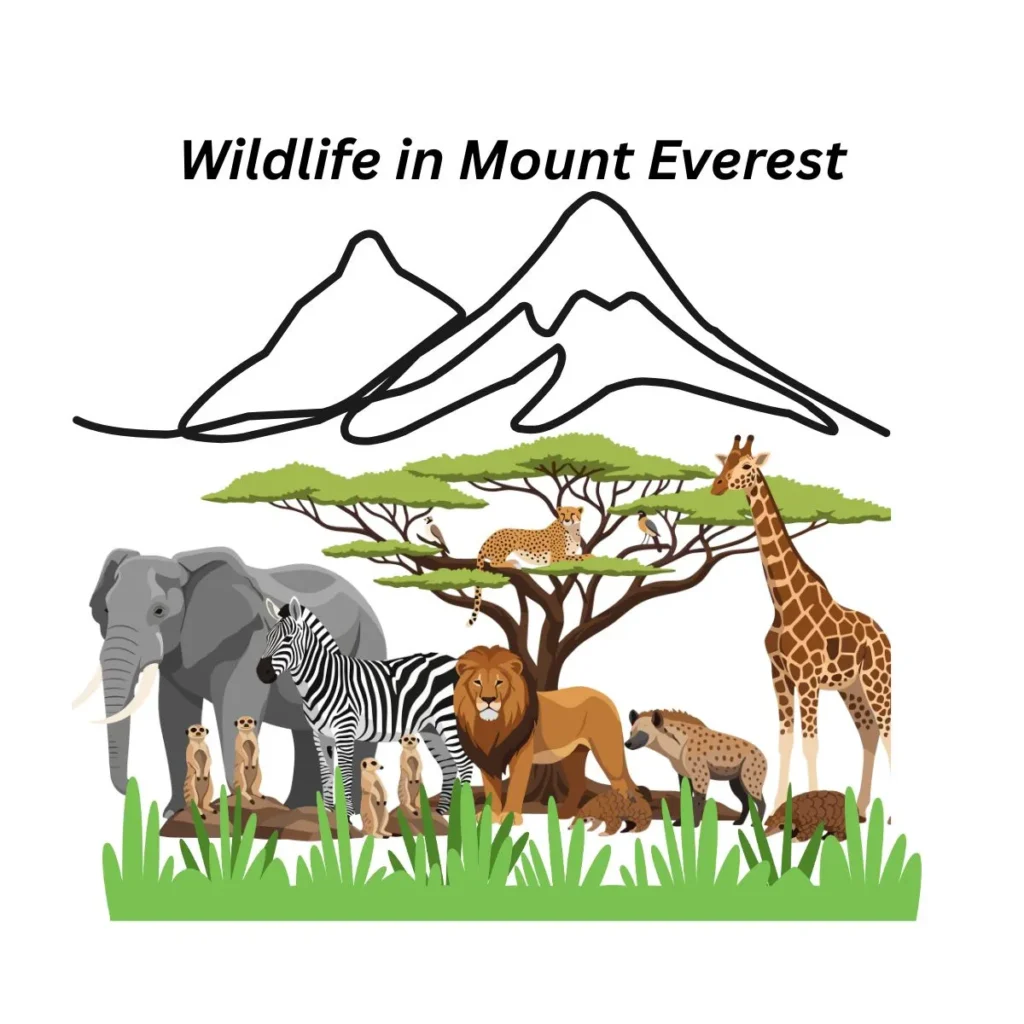wildlife-in-mount-everest