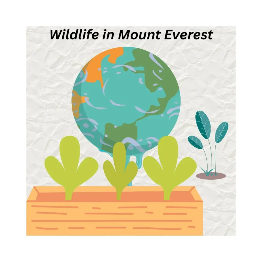 wildlife-in-mount-everest