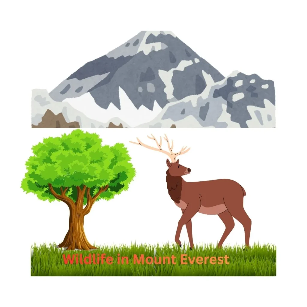 wildlife-in-mount-everest