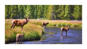 best-places-to-see-wildlife-in-yellowstone