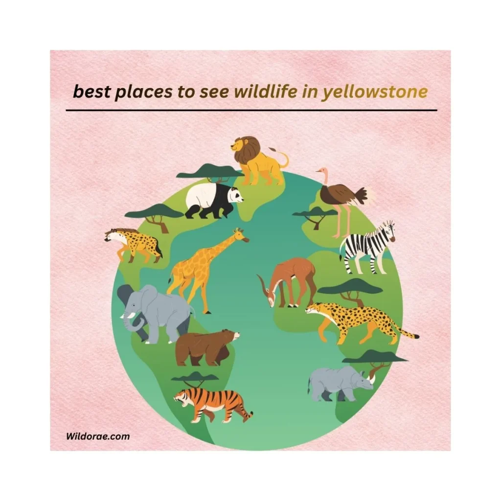 best-places-to-see-wildlife-in-yellowstone