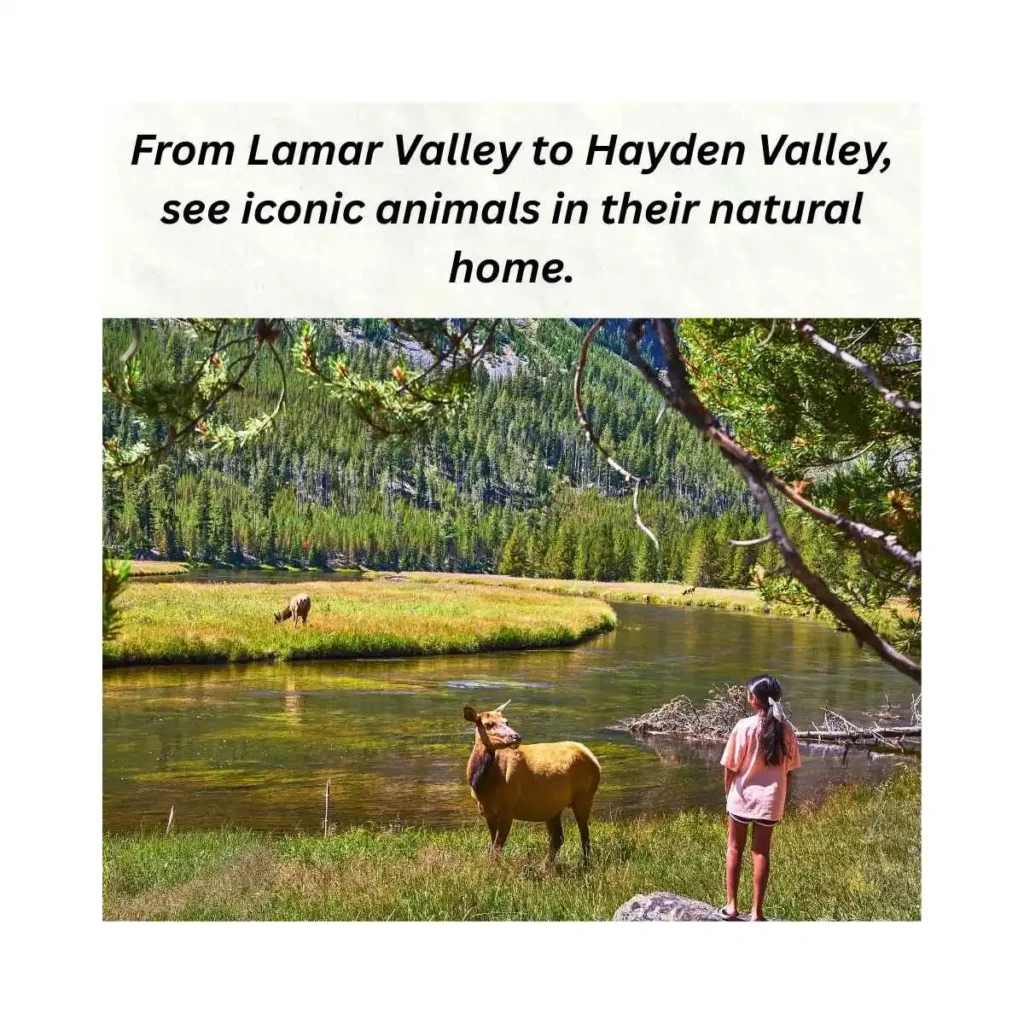 best-places-to-see-wildlife-in-yellowstone