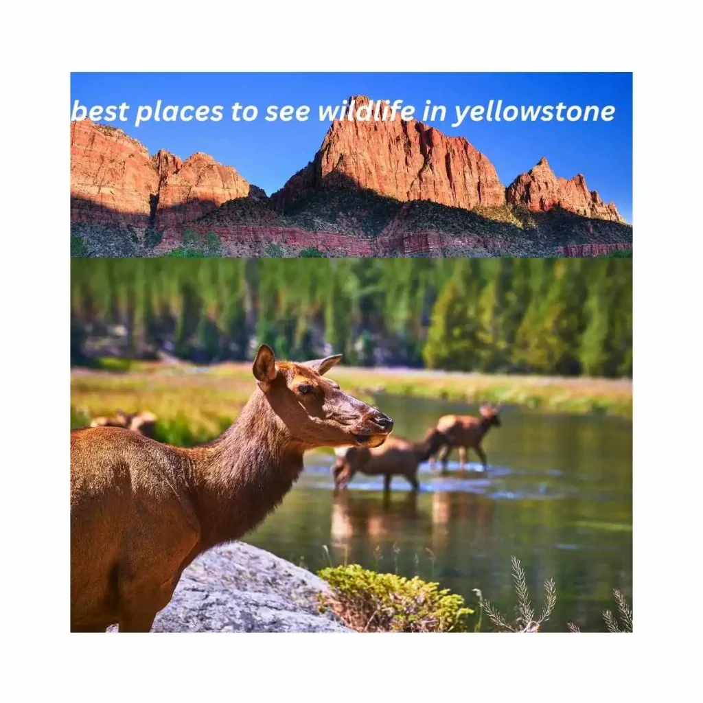 best-places-to-see-wildlife-in-yellowstone