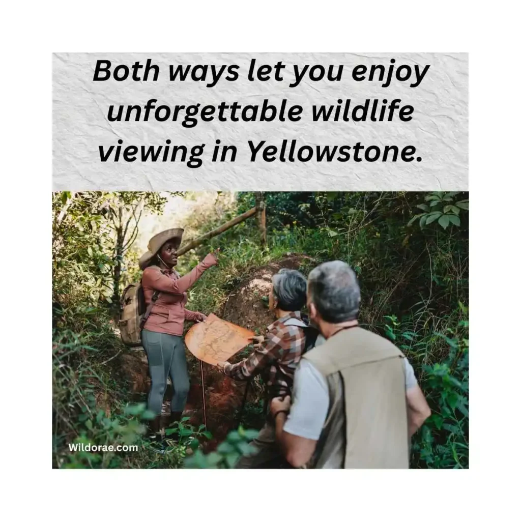 best-places-to-see-wildlife-in-yellowstone