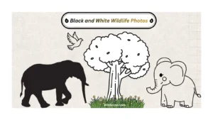 black-and-white-wildlife-photos