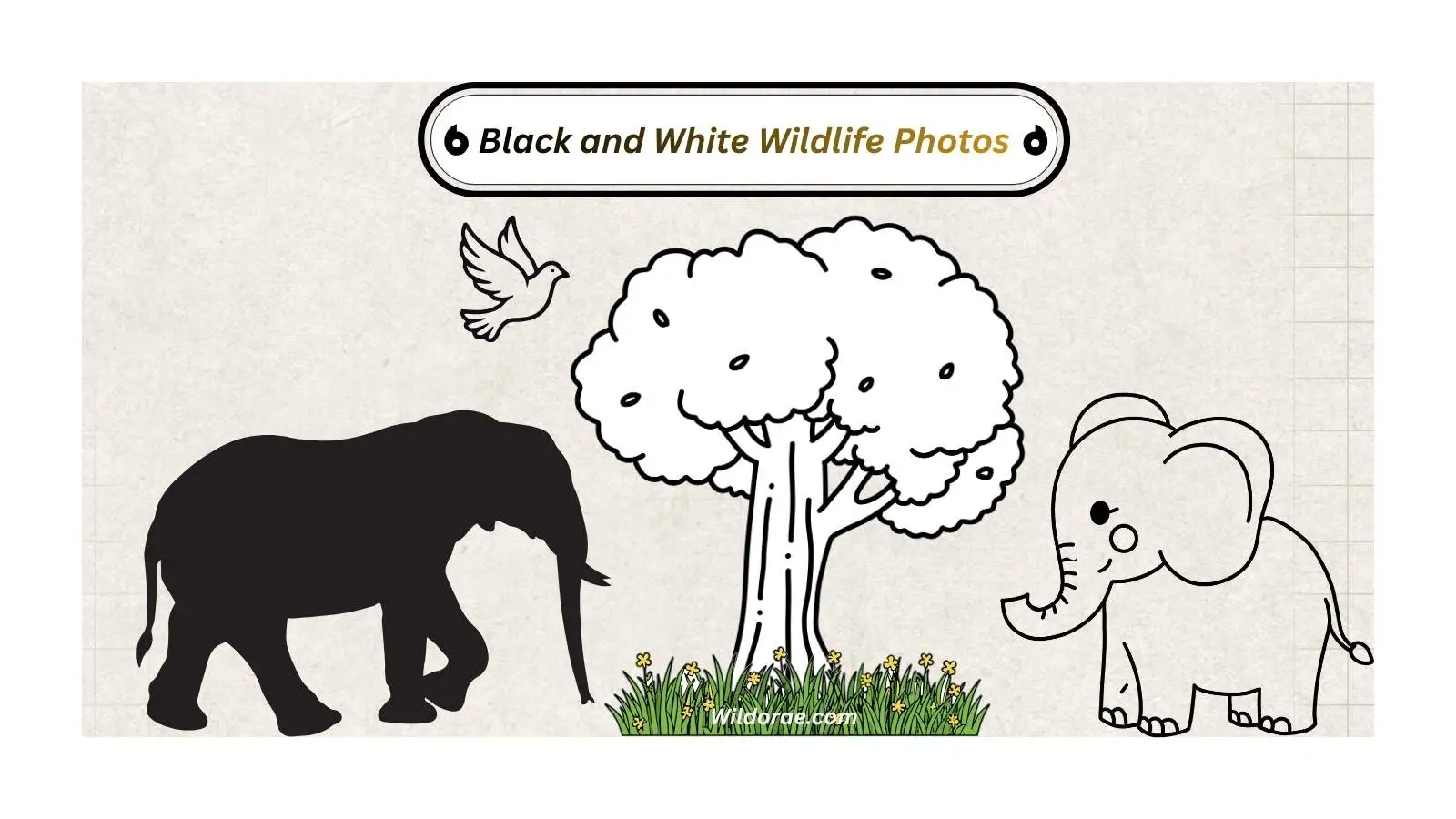 black-and-white-wildlife-photos