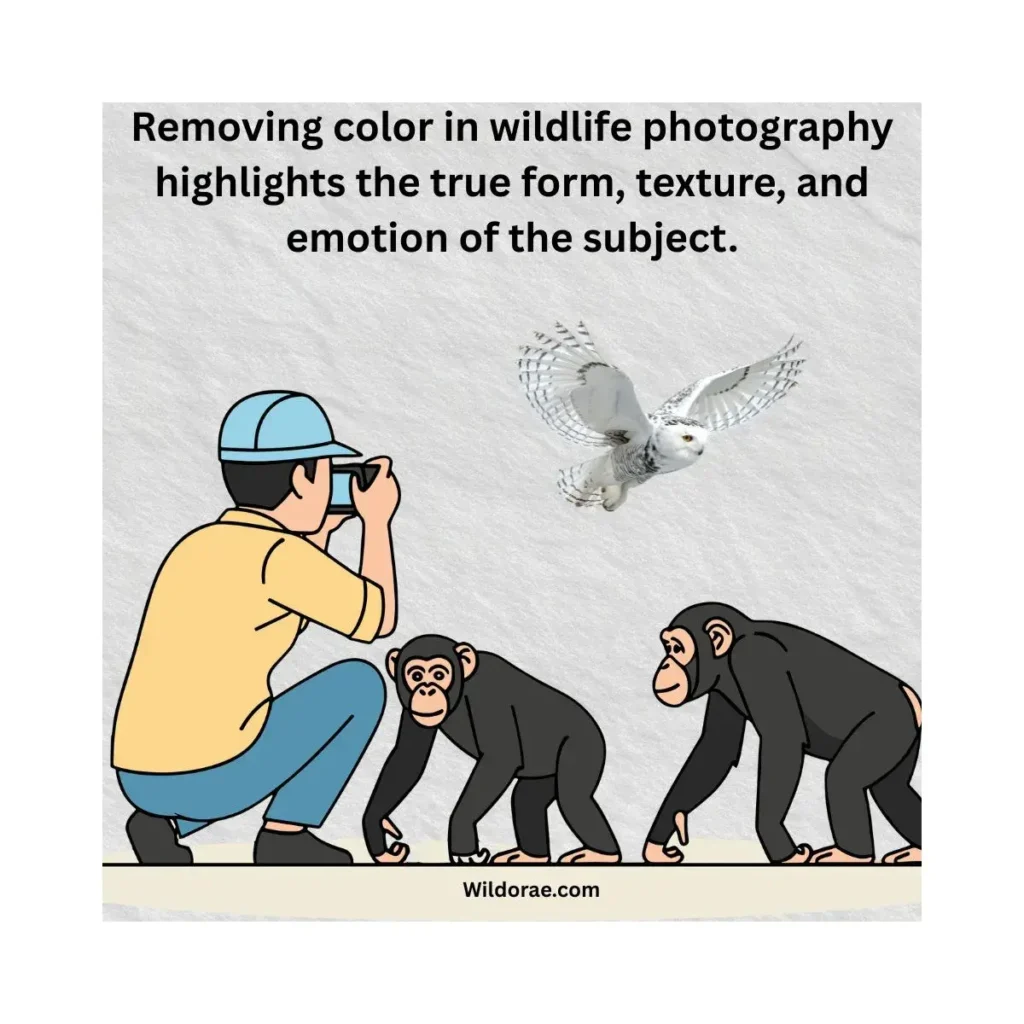 black-and-white-wildlife-photos