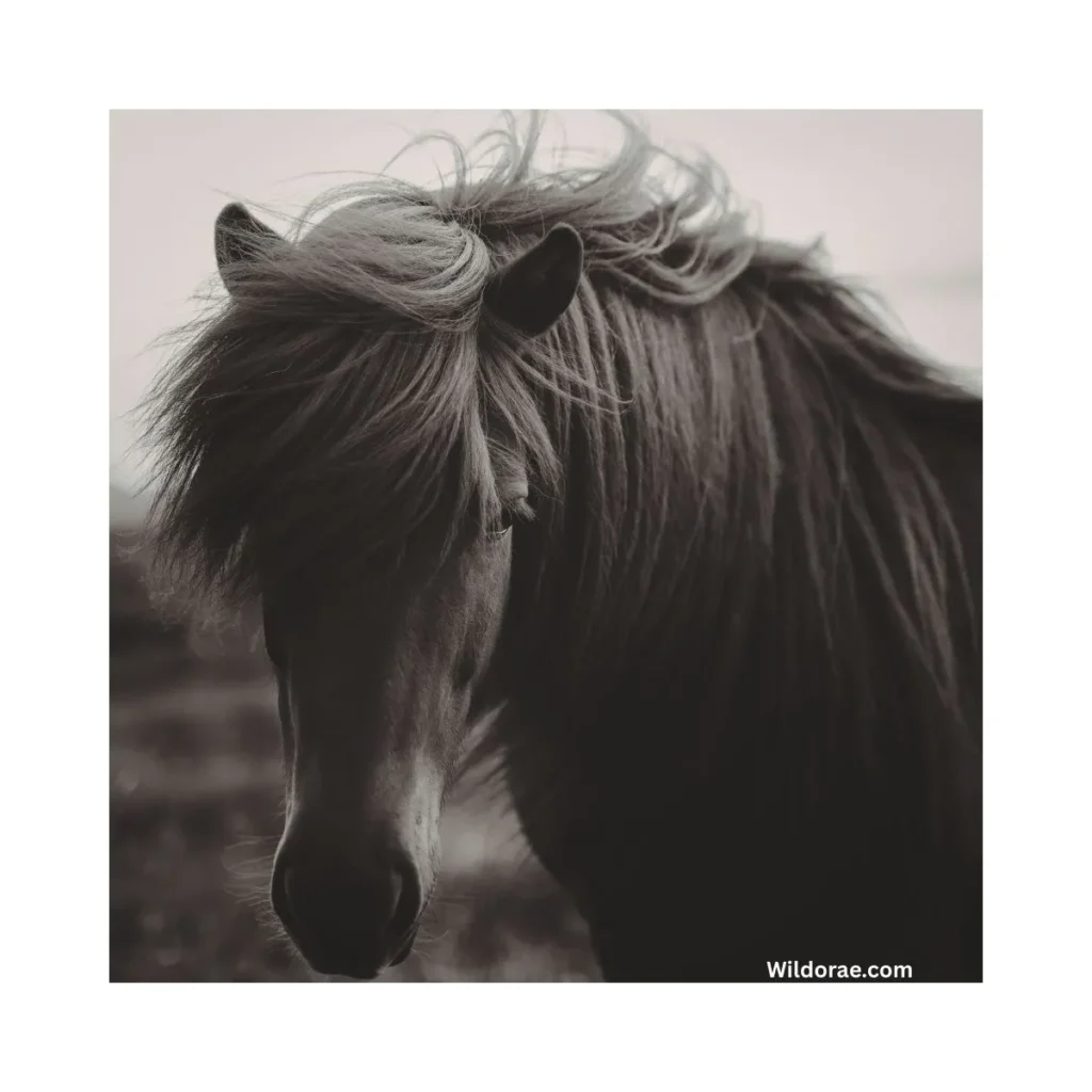 black-and-white-wildlife-photos