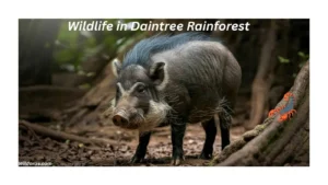 wildlife-in-daintree-rainforest