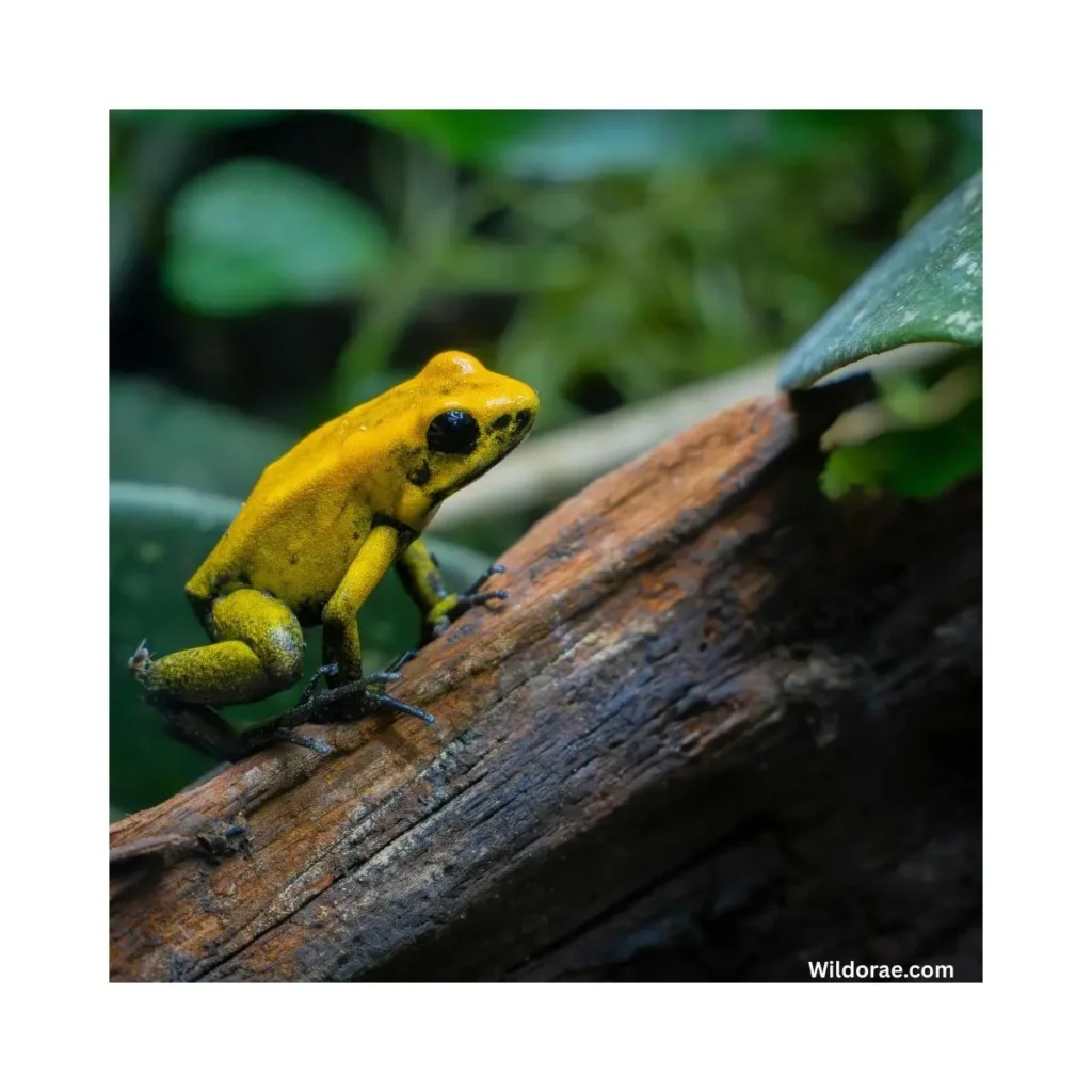 wildlife-in-daintree-rainforest