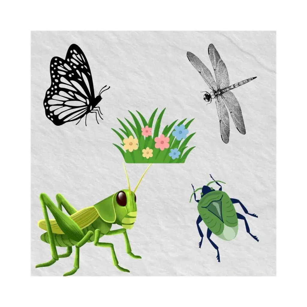 wildlife-in-daintree-rainforest