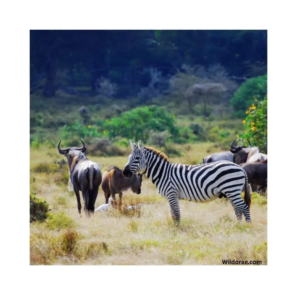 manyara-wildlife-safari-camp