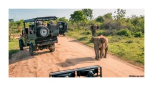 wildlife-safari-in-tanzania