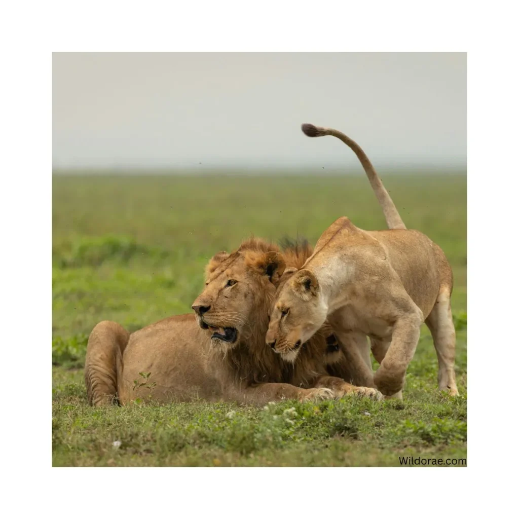 wildlife-safari-in-tanzania