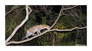 belize-wildlife-at-night