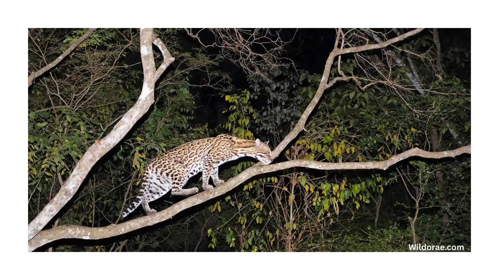 belize-wildlife-at-night