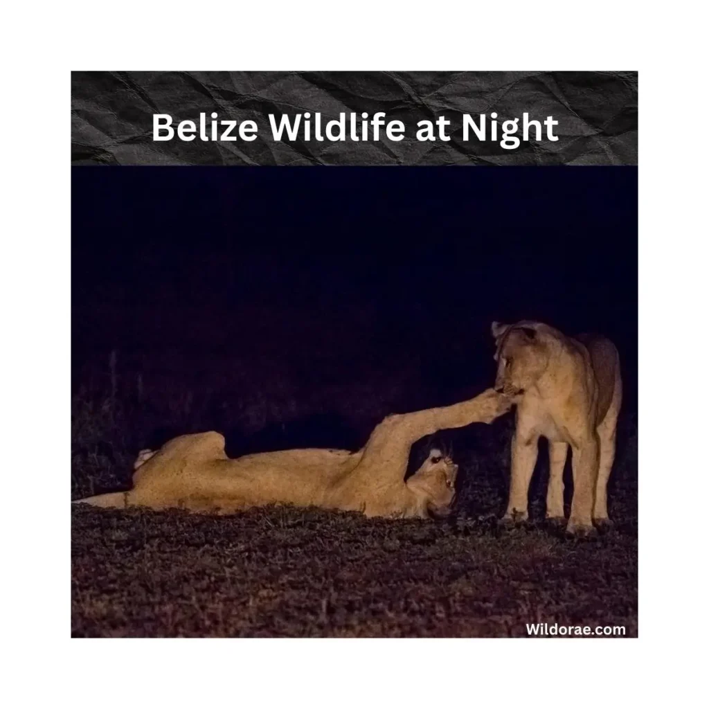 belize-wildlife-at-night