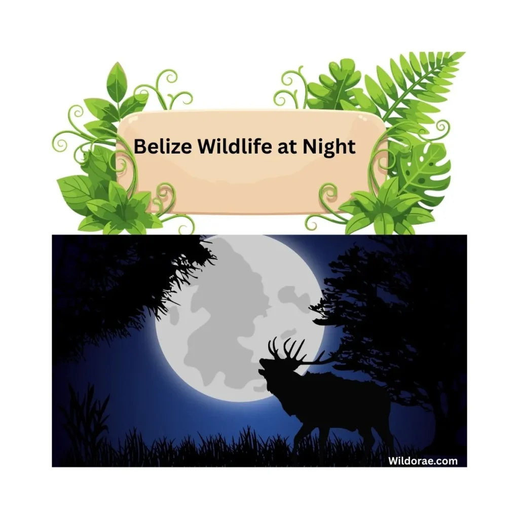 belize-wildlife-at-night