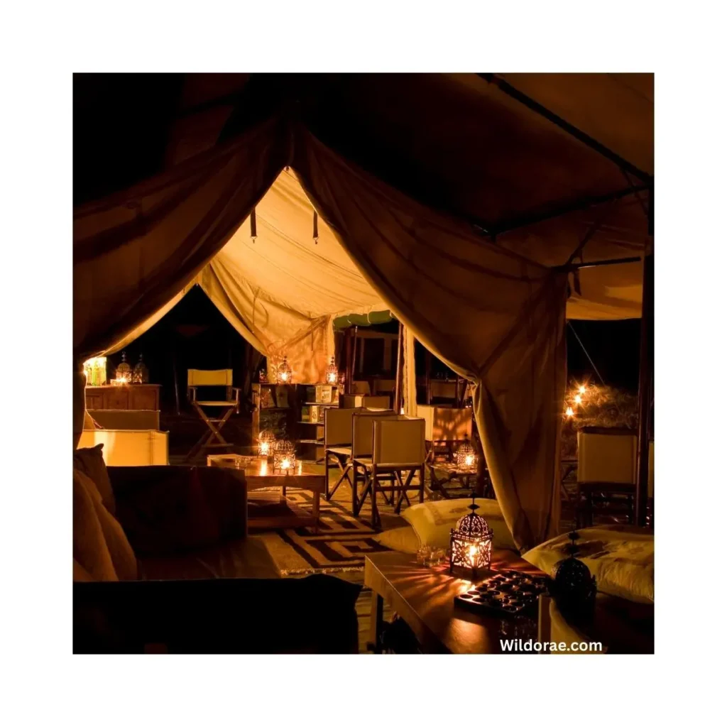 belize-wildlife-at-night