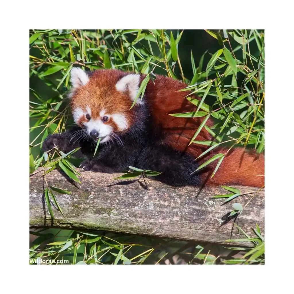 wildlife-on-the-oregon-trail