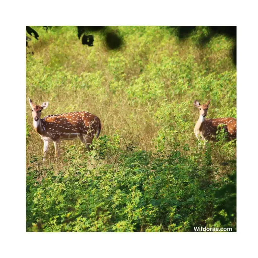 african-wildlife-artwork