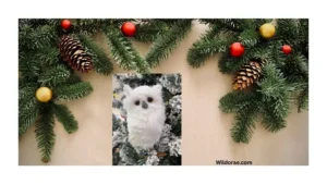 christmas-wildlife-ornaments