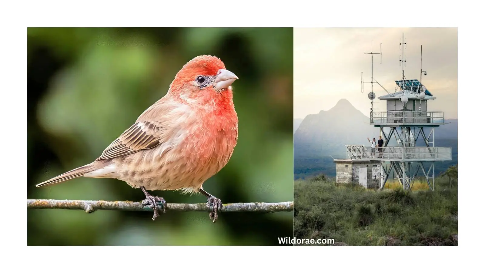 wildlife-internships-with-housing