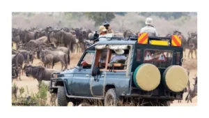 african-wildlife-safari-ohio