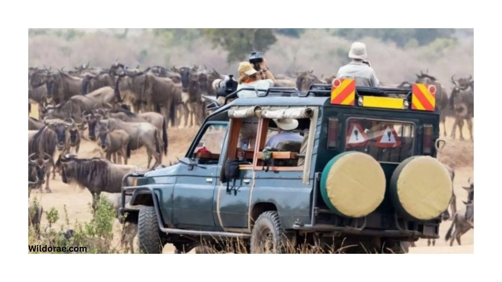 african-wildlife-safari-ohio