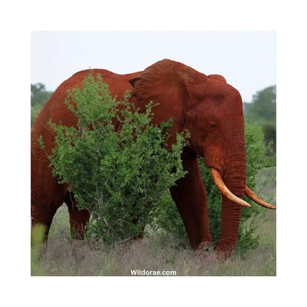 african-wildlife-safari-ohio