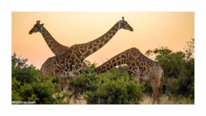 african-safari-in-sandusky