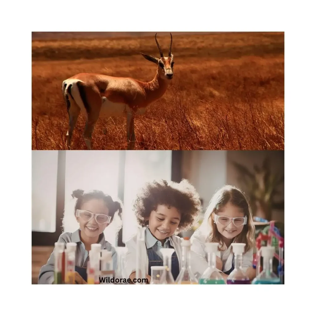 african-safari-in-sandusky