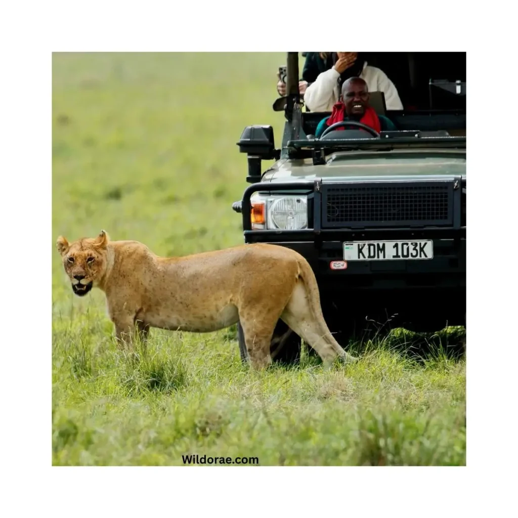 wildlife-safari-kenya