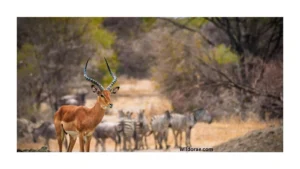 wildlife-safari-gentry-ar