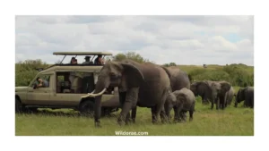 atlanta-drive-thru-safari