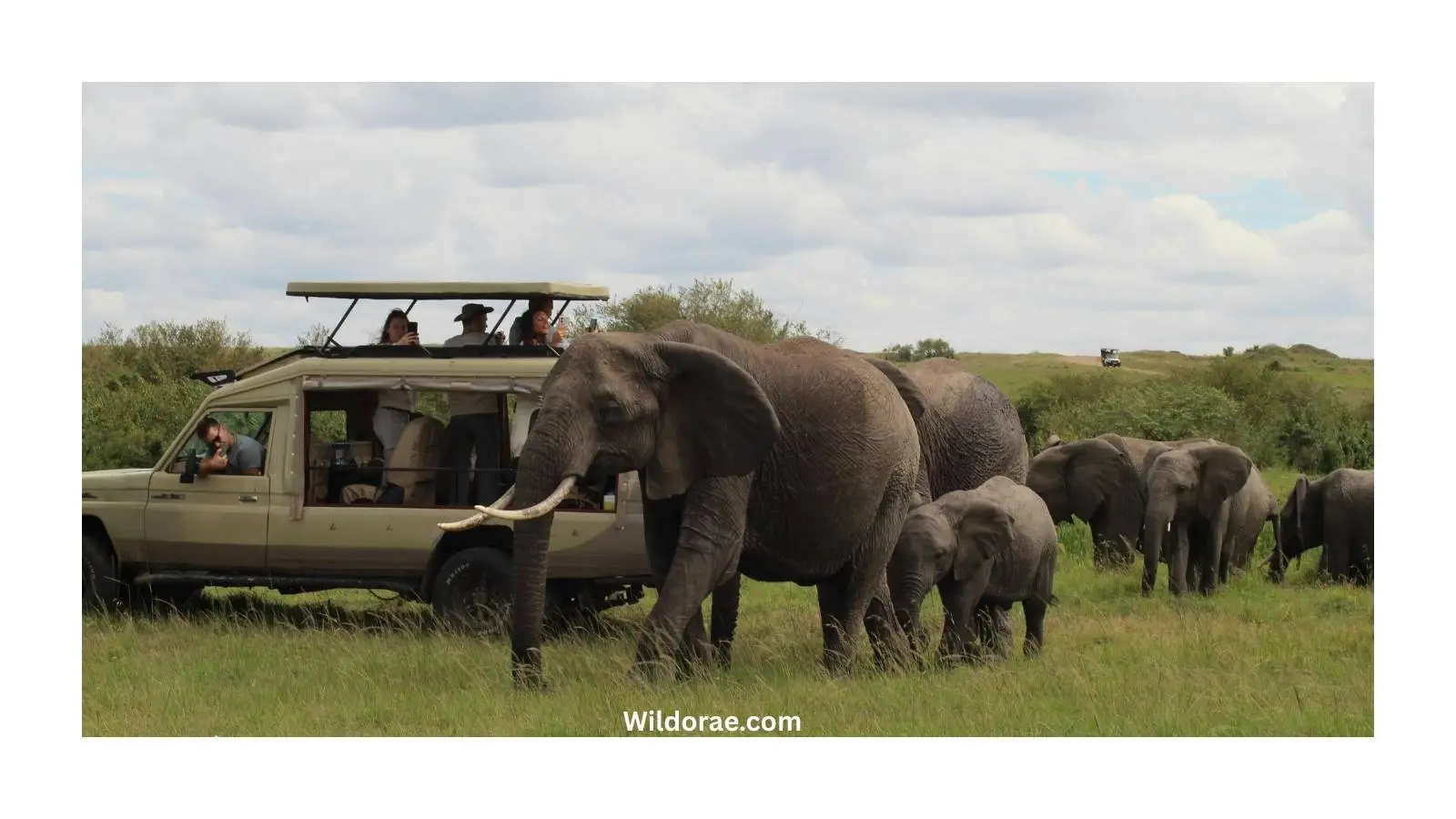 atlanta-drive-thru-safari