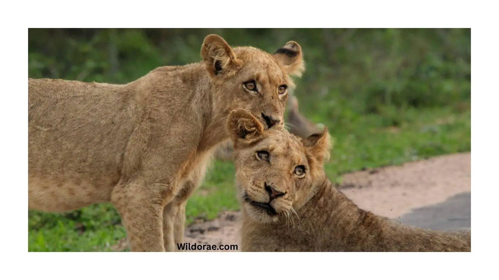 atlanta-drive-thru-zoo