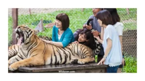 animal-kingdom-safari-price