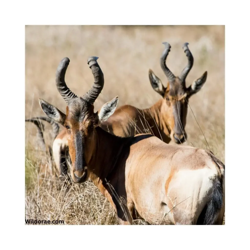 animal-kingdom-safari-price