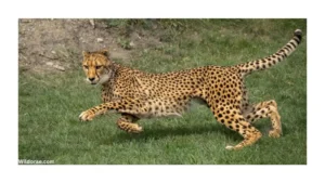 cheetah-run-safari-park
