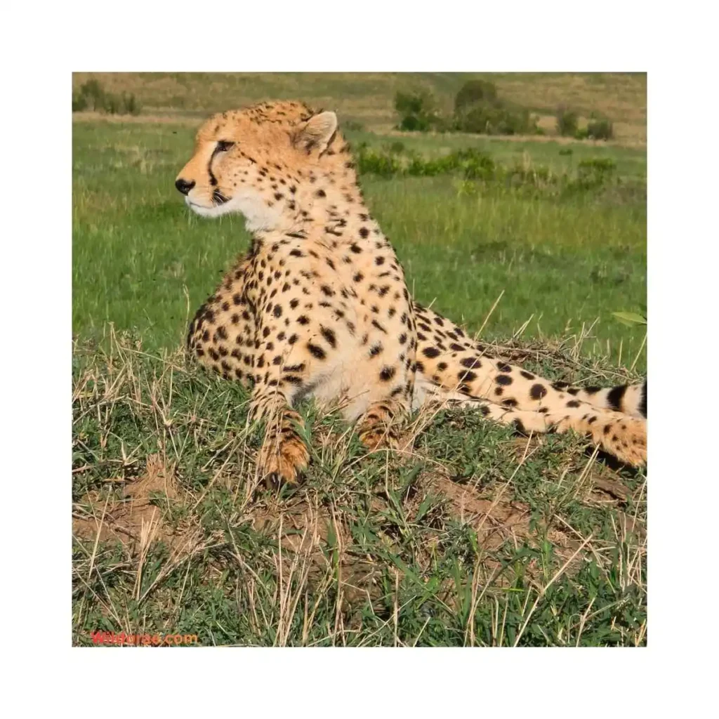 cheetah-run-safari-park