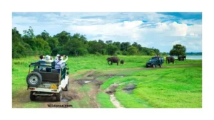 jackson-hole-wildlife-safari-tours