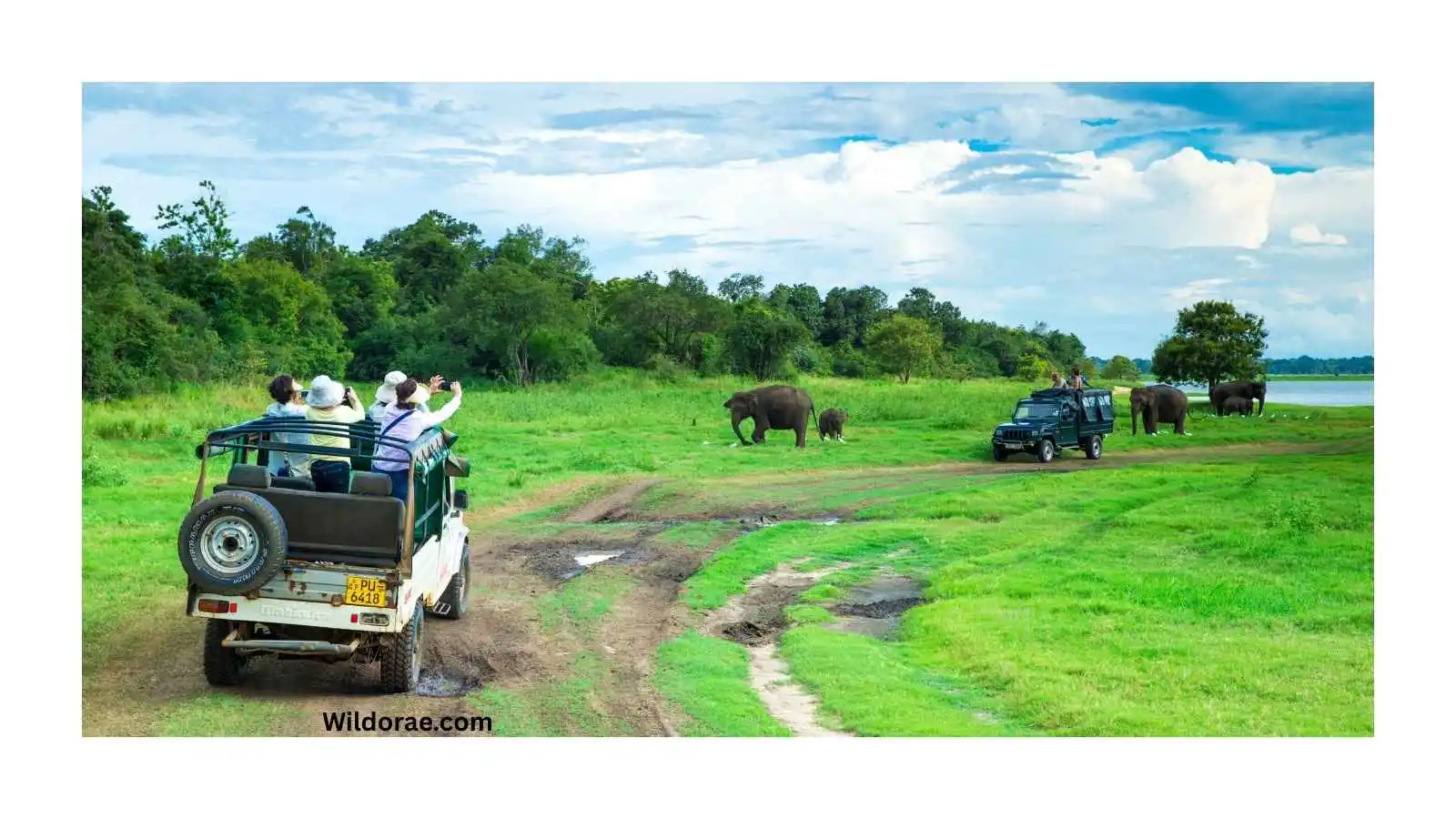 jackson-hole-wildlife-safari-tours