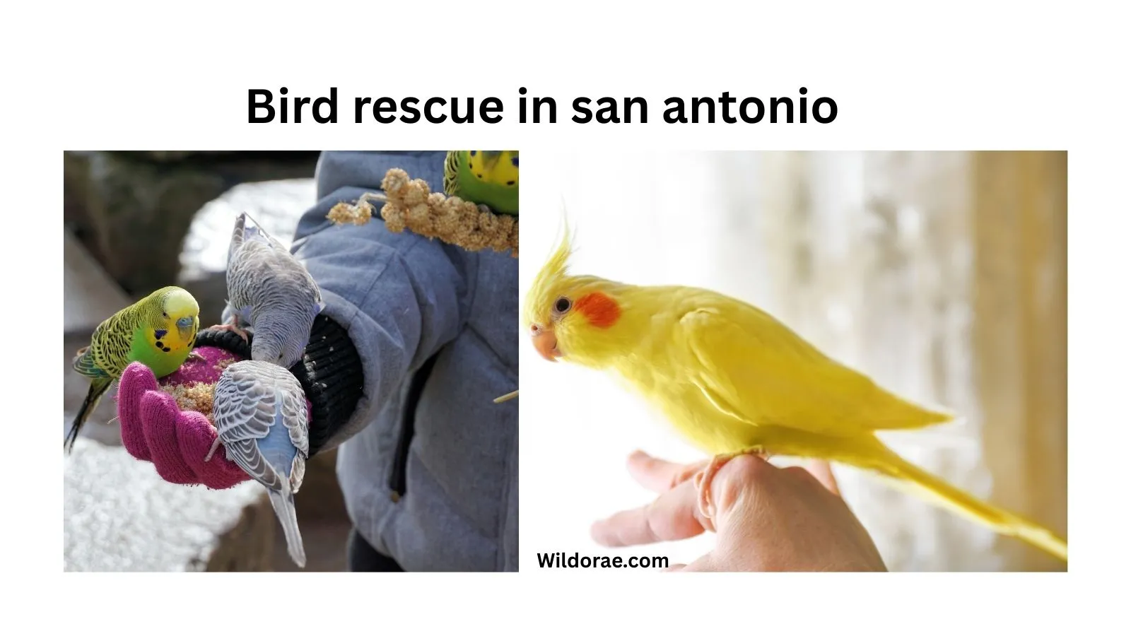 bird-rescue-in-san-antonio