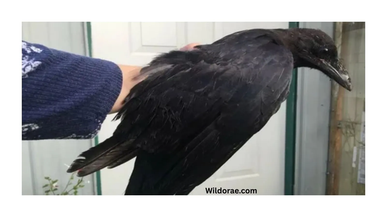 injured-crow