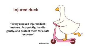 injured-duck
